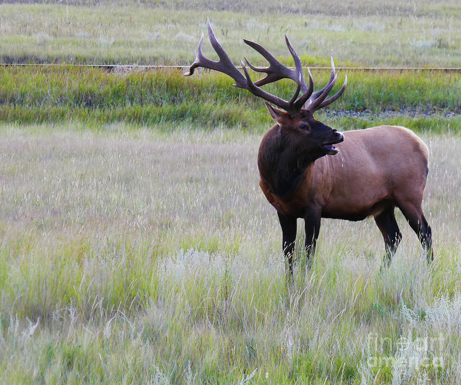 Elk Rutting - Wildlife of Jasper National Park II Photograph by Wayne Moran