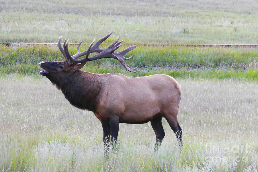 Elk Rutting - Wildlife of Jasper National Park Photograph by Wayne Moran