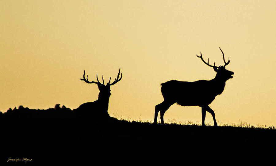 Bull Photograph - Elk silhouette  by Jennifer Myers