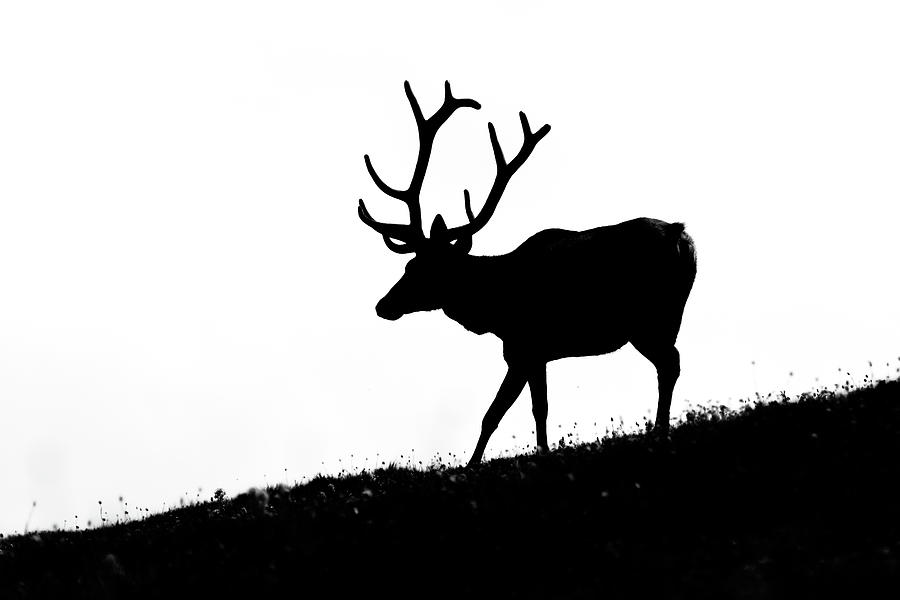 Elk Silhouette Photograph by Mark Little