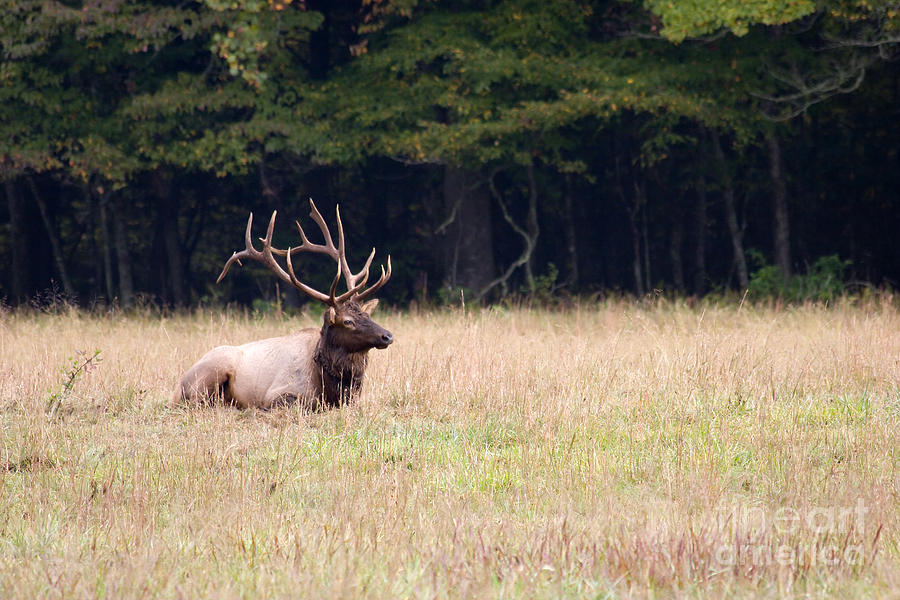 Elk Sitting Down Photograph by Jill Lang