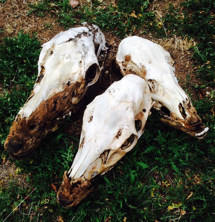 Elk Skulls Photograph by Erika Jean Chamberlin