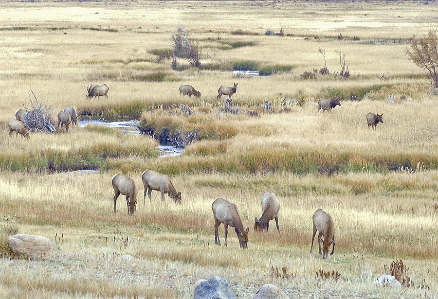 Deer Photograph - Elk Soft light by James Steele