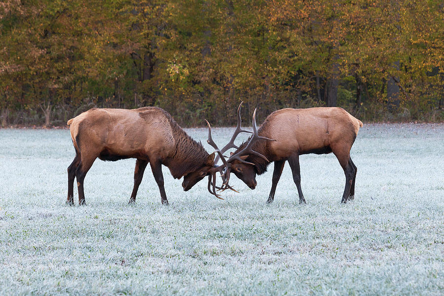 Elk Sparring Photograph by Scott Slone