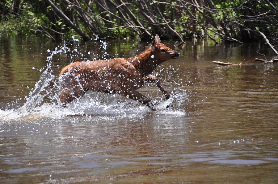 Elk Splash Photograph