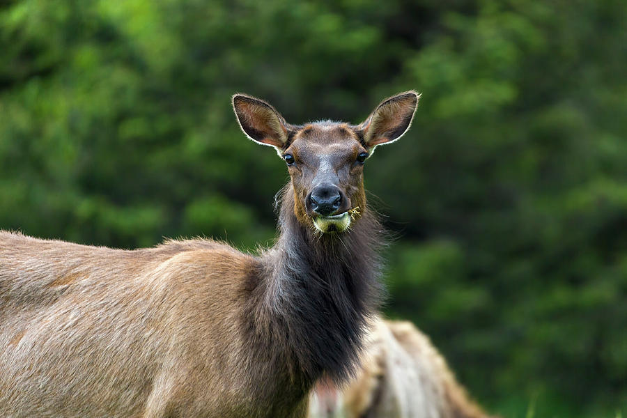 Elk Staring Closeup Portrait Photograph by David Gn
