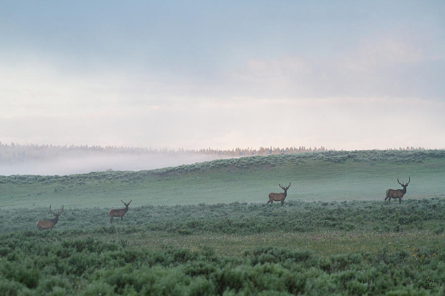 Elk Sunrise Hayden Valley Photograph by Brett Pelletier