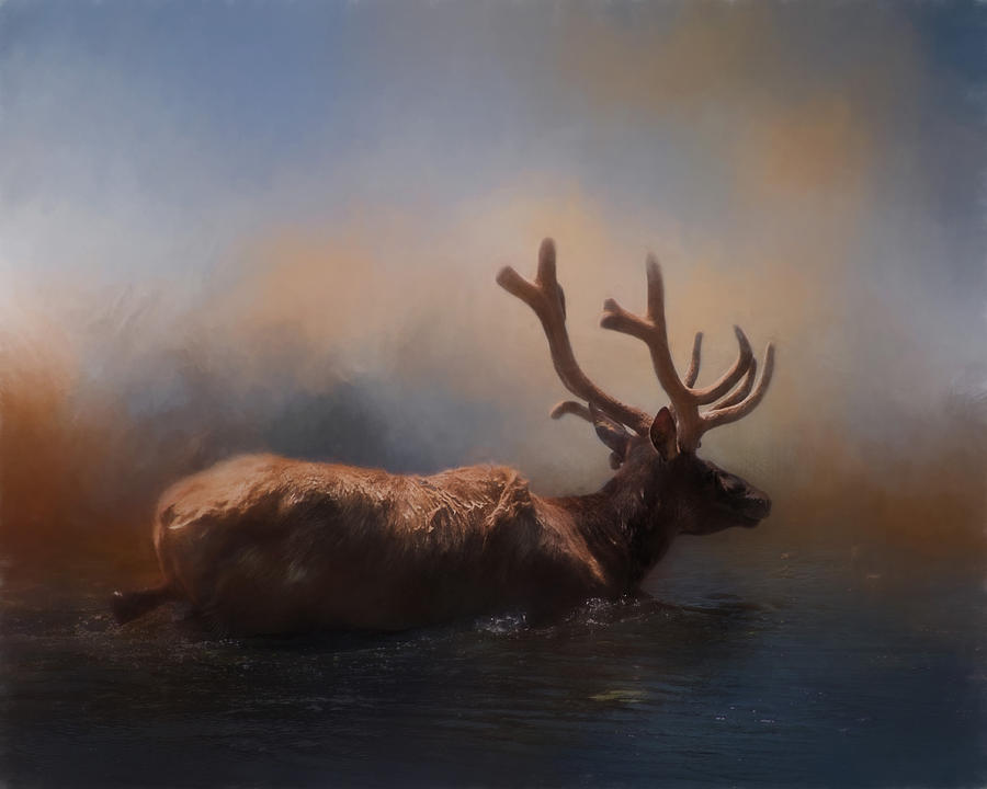Animal Photograph - Elk Swim by David and Carol Kelly