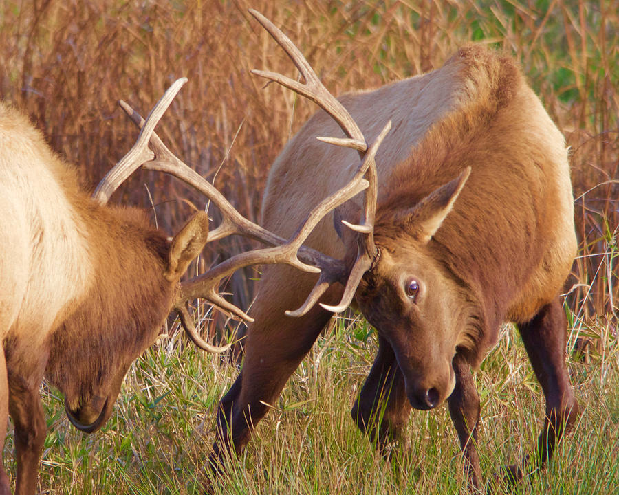 Elk Tussle Photograph by Todd Kreuter