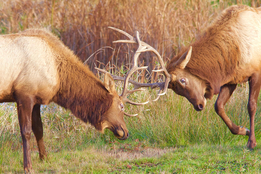 Wildlife Photograph - Elk Tussle Too by Todd Kreuter