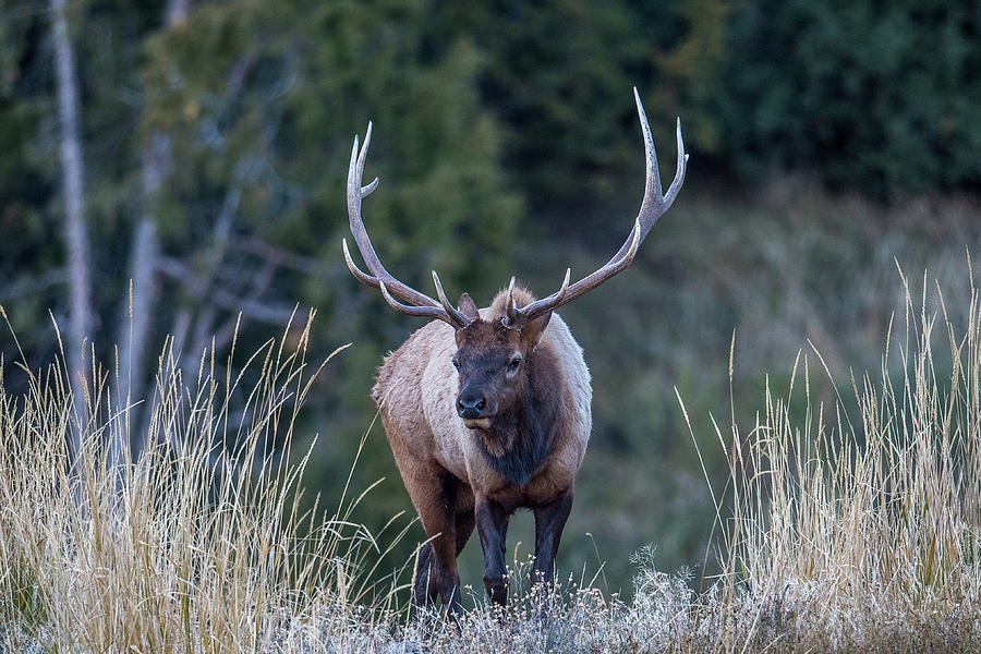 Elk walking Photograph by Paul Freidlund