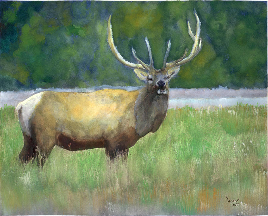 Elk Watercolor Painting by Mary Jo Zorad
