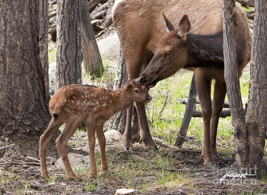 Rocky Mountain National Park Photograph - Elk with newborn Calf by Bon and Jim Fillpot