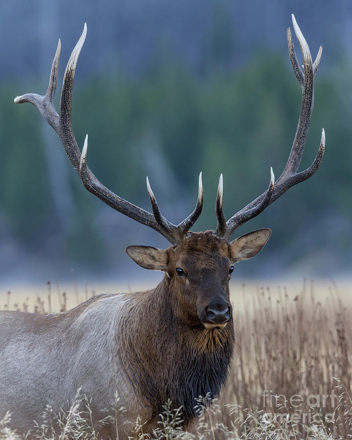 Elk with Polished Points Photograph by Jerry Fornarotto
