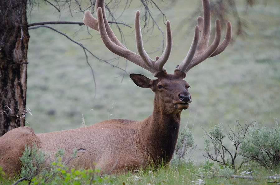 Elk with rack Photograph by Crystal Wightman