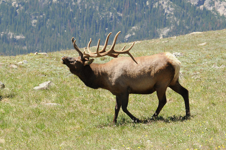 Elk Yell by Sue Jarrett Elk Yell by Sue Jarrett
