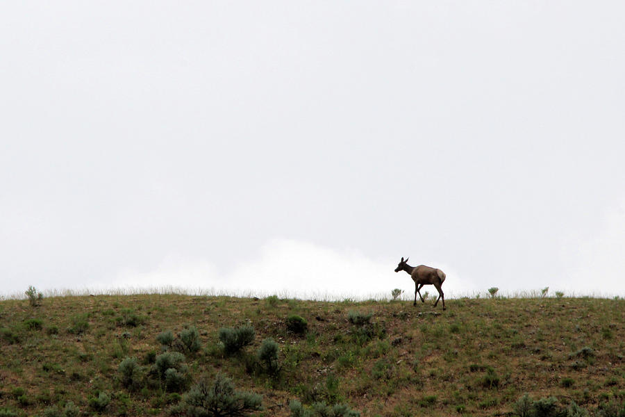 Elk Yellowstone USA Photograph by Bob Savage