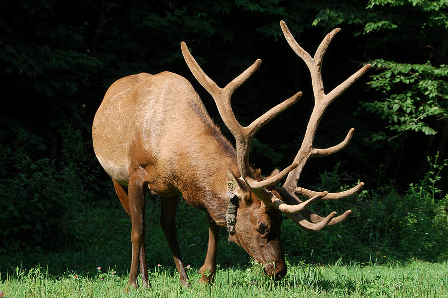 Elks Huge Antlers Photograph by Alan Lenk