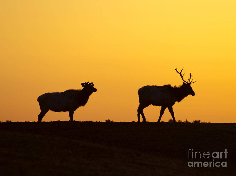 Elks in silhouette Photograph by Anthony Totah