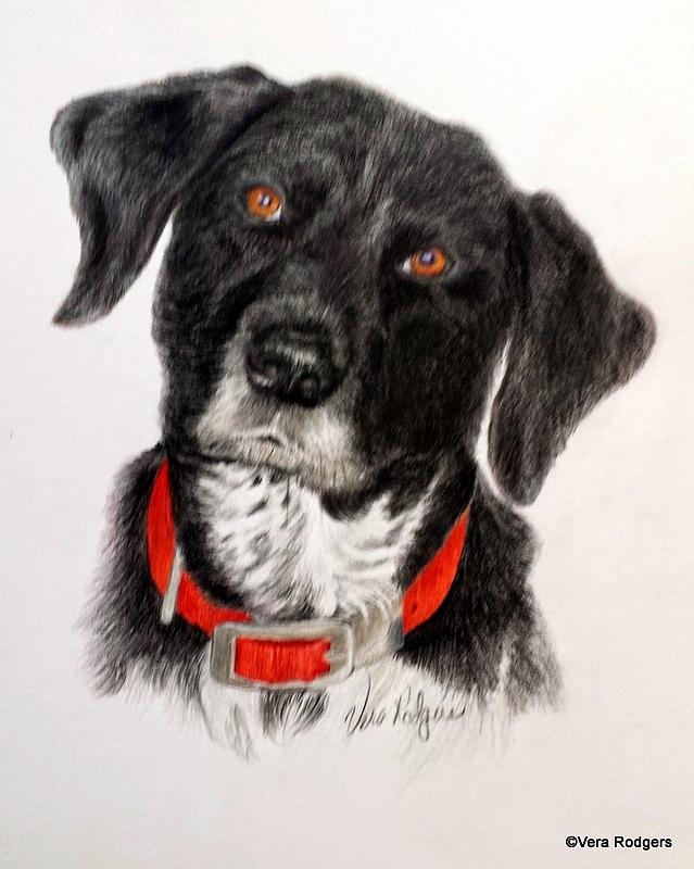 Dog Painting - Ellie by Vera Rodgers