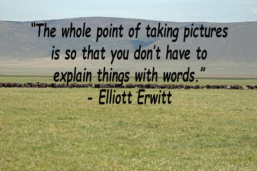 Elliott Erwitt Quote Photograph by Tony Murtagh