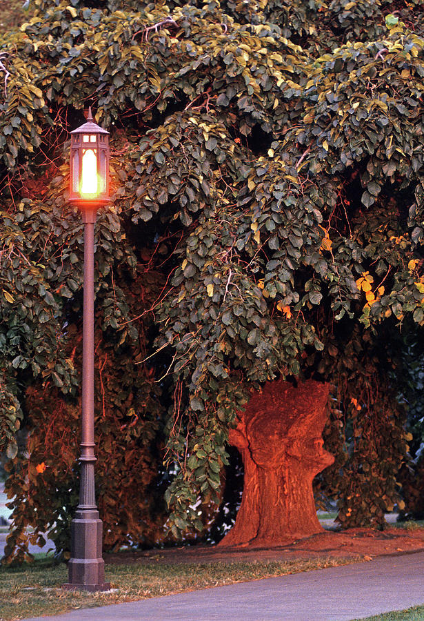 Elm and Lamp Post Photograph by Doug Davidson