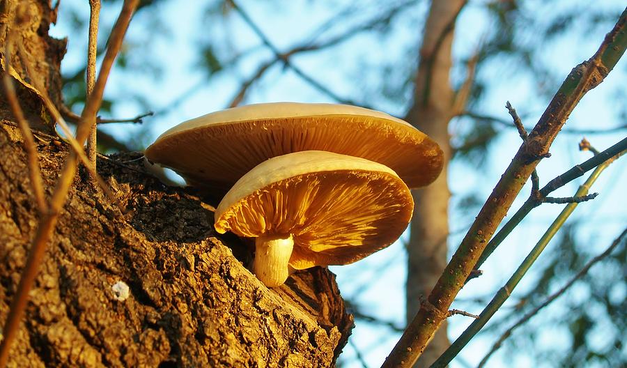 Mushroom Photograph - Elm Mushroom by Denise Irving