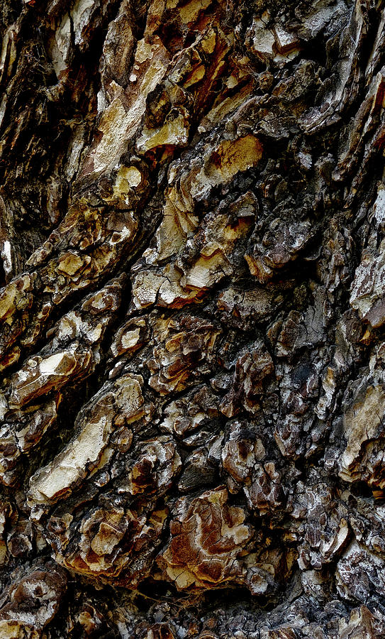 Elm Tree Bark Pattern Photograph