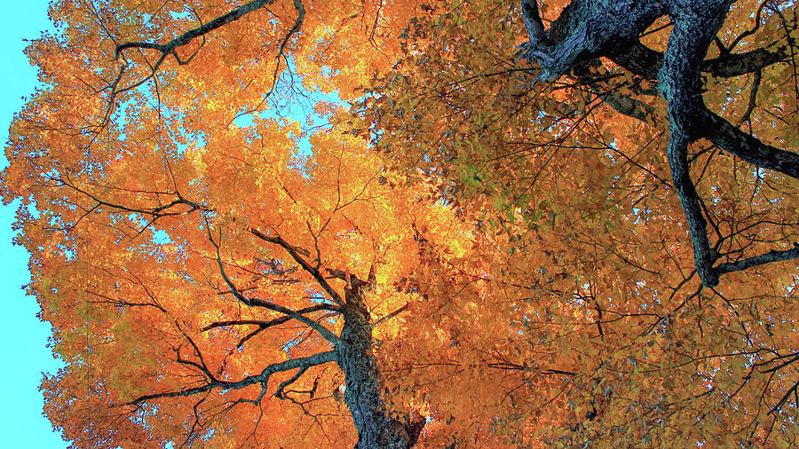 Elm Trees In Autumn Photograph