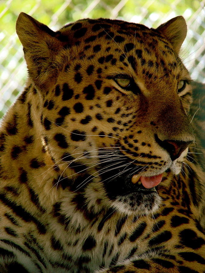 Elmiras Leopard Photograph by Kimberly Camacho