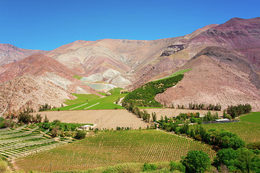Elqui Valley Vineyards Photograph by Kent Nancollas