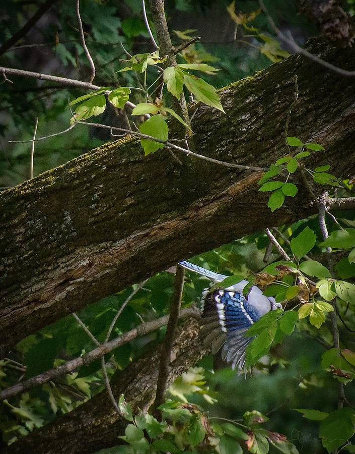 Bird Photograph - Elusive Bluejay by Doug Mathewson