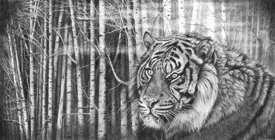 Elusive Nature Drawing by Peter Williams