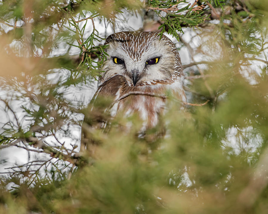 Owl Photograph - Elusive Saw-Whet Owl by Morris Finkelstein