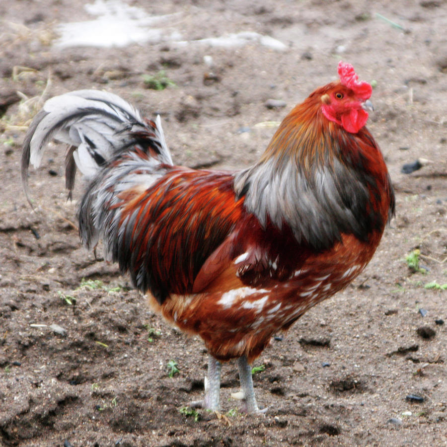 Rooster Photograph - Elvis by Kevin Phipps Rooster Photograph - Elvis by Kevin Phipps