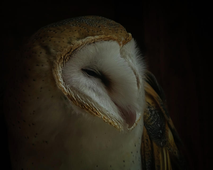Emalees Barn Owl Photograph by Ernest Echols