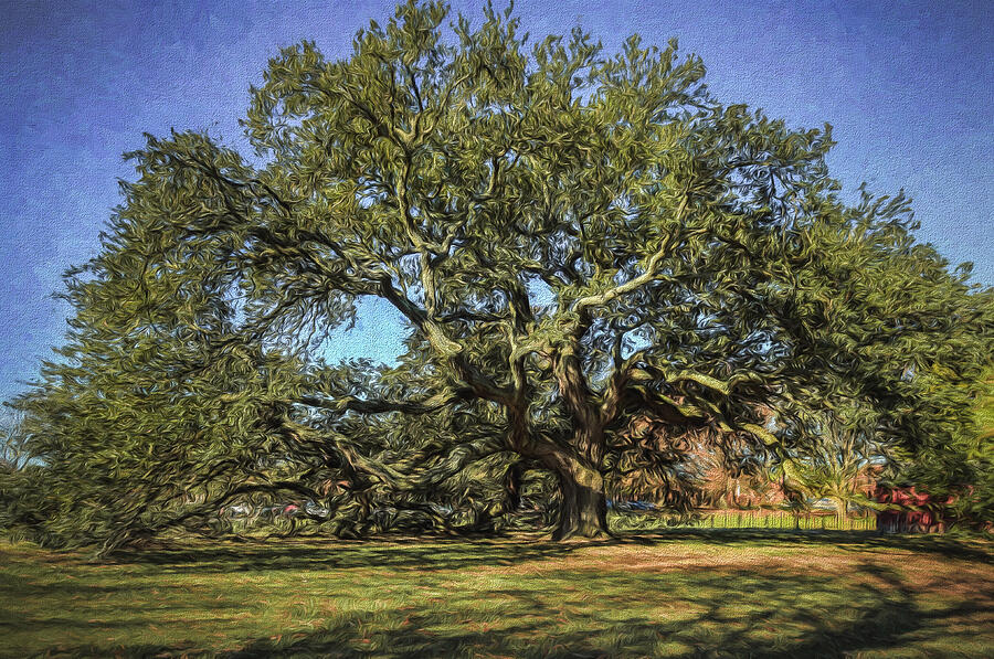Emancipation Oak Tree Photograph by Jerry Gammon