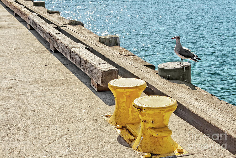 Embarcadero Seagull and Yellow Mooring Bitts Photograph by Gabriele Pomykaj