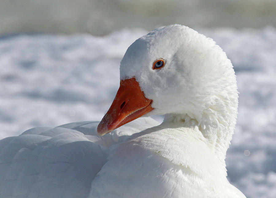 Embden Goose Portrait Photograph by Brook Burling