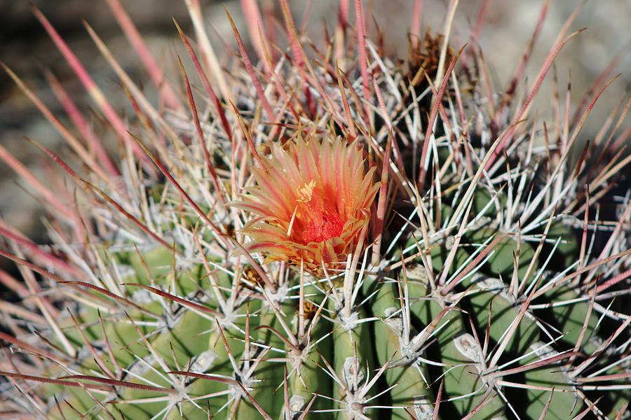 Red Photograph - Emberglow Red Blossom on Barrel Cactus by Colleen Cornelius