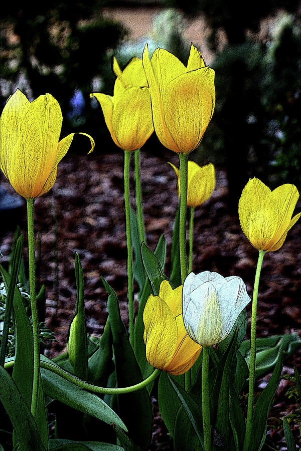 Embossed Yellow and White Tulips Photograph by Sheila Brown