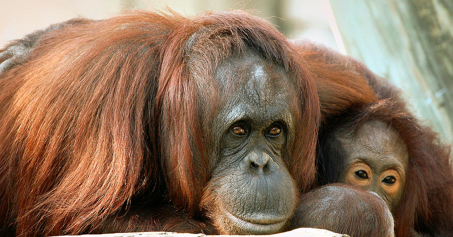 Orangutan Photograph - Embrace by Donna Proctor