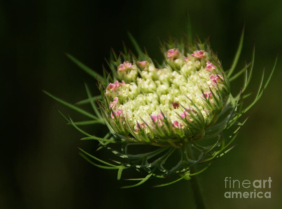 Flowers Still Life Photograph - Embracing The Stem by Linda Shafer