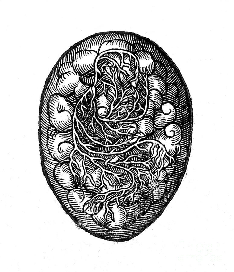 Embryo, Illustration, 1637 Photograph by Wellcome Images