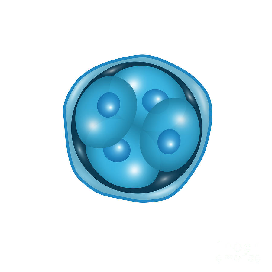 Embryogenesis, 4-cell Stage Photograph by Gwen Shockey - Pixels