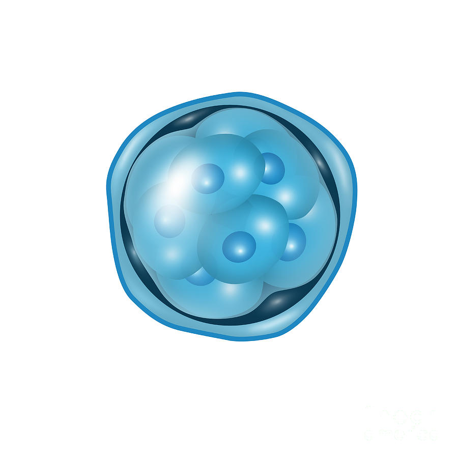 Science Photograph - Embryogenesis, Morula, Illustration by Gwen Shockey