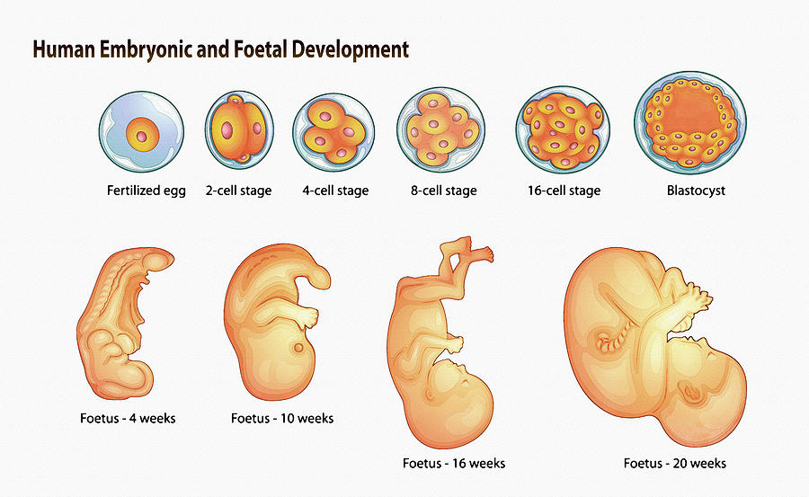 Embryonic and Foetal Development Digital Art by Don Kuing - Fine Art ...