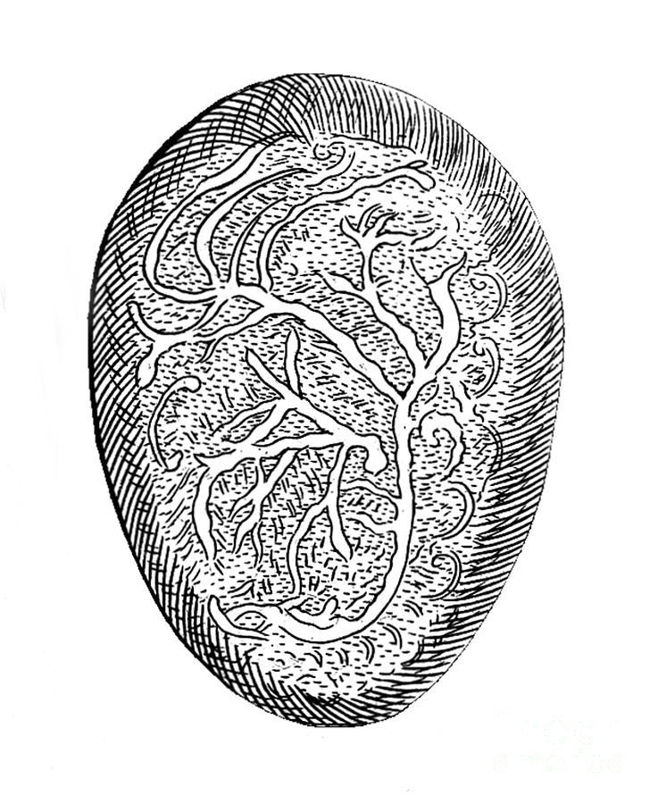 Embryonic Nerves, Illustration, 1671 Photograph by Wellcome Images