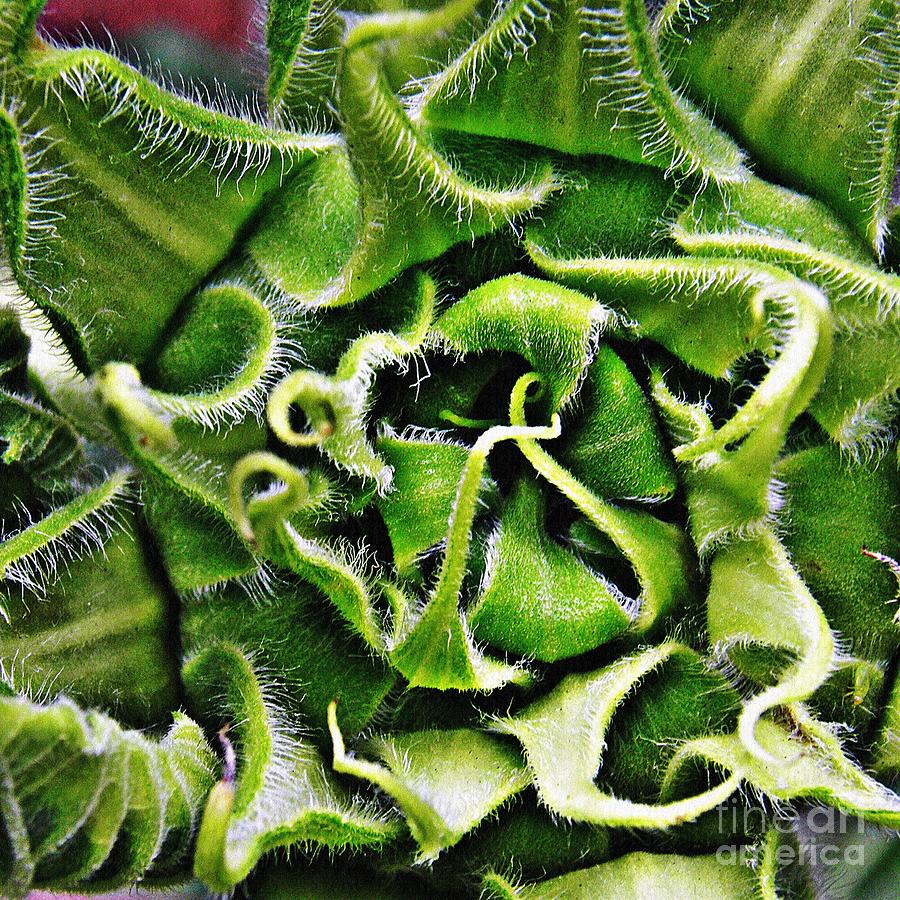 Sunflower Photograph - Embryonic Sunflower by Sarah Loft