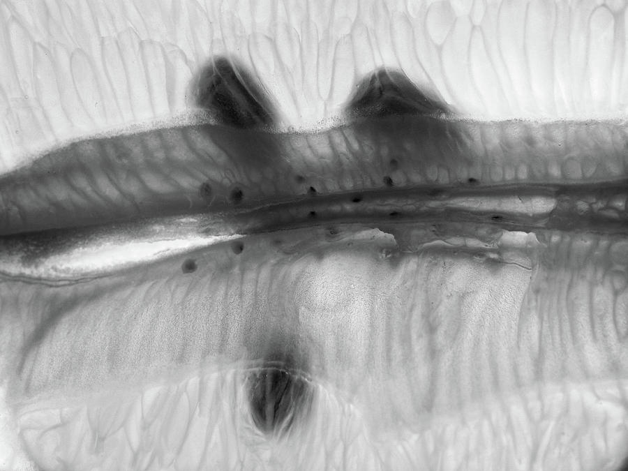 Black And White Photograph - Embryonic by Tom Druin